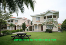 diet con trung tai vung tau