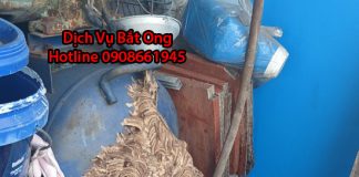 bat ong tai ben tre