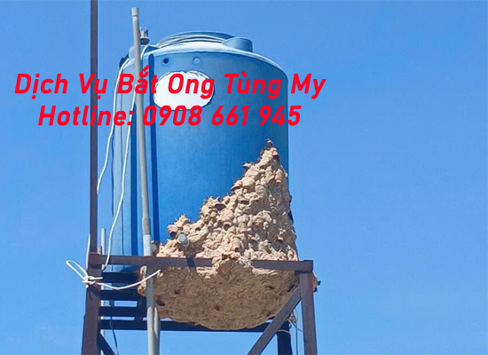 dich vu bat ong vo ve