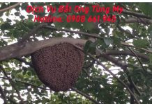 dich vu bat ong tai nha