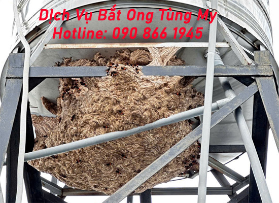 dich vu bat ong tai nha