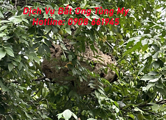 dich vu bat ong tai thu dau mot