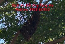 Nhận Gỡ Bỏ Tổ Ong Tại Thủ Dầu Một dich vu bat ong tai thu dau mot