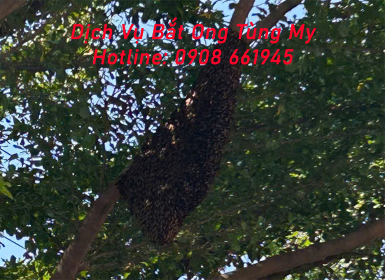 dich vu bat ong tai thu dau mot