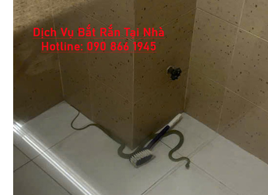 Dịch Vụ Bắt Rắn