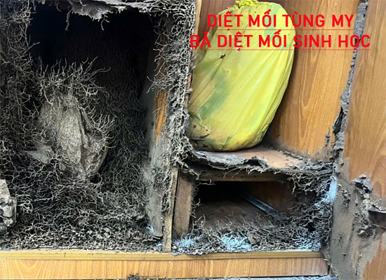 diet moi tan goc