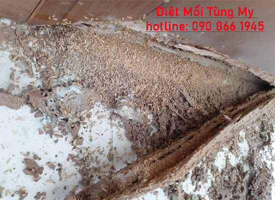 cong ty diet moi tai ben tre