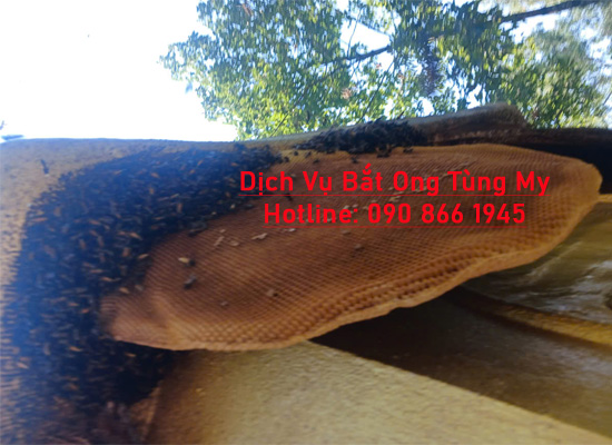 dich vu bat ong tai thu duc