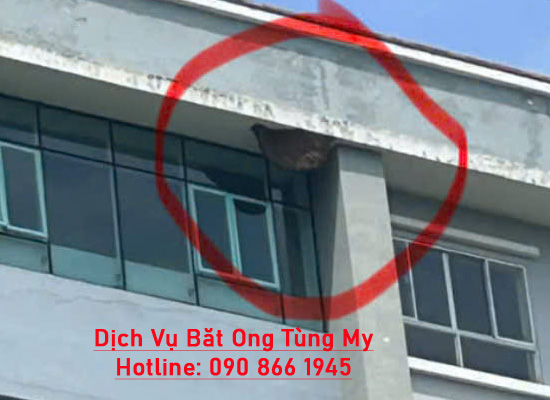 Đơn Vị Bắt Ong Tại Nhà Uy Tín