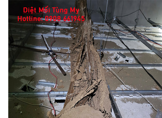 diet moi tien giang