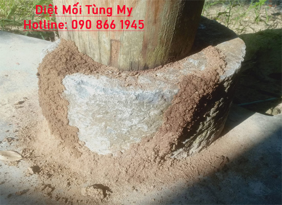 diệt mối tận gốc