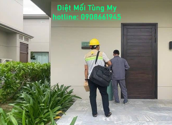 Dịch Vụ Diệt Mối Tại Bến Cát, Bình Dương – Khảo Sát Và Xử Lý Nhanh