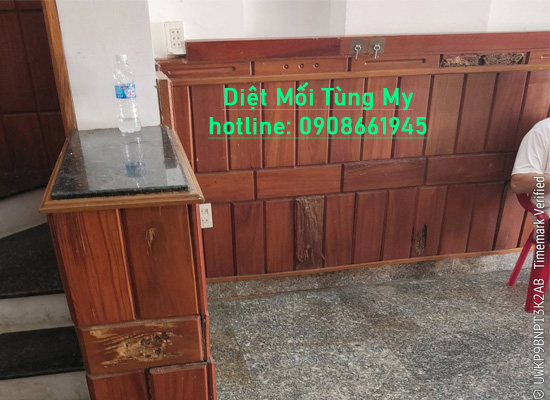 diệt mối tường gỗ tại quy nhơn