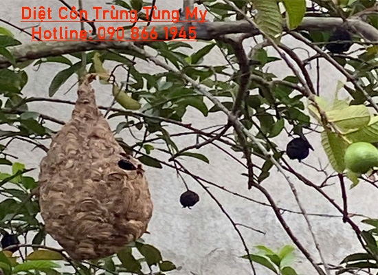 Vì Sao Phải Gỡ Bỏ Tổ Ong Gần Nhà? Quy Trình Và Thời Gian Xử Lý