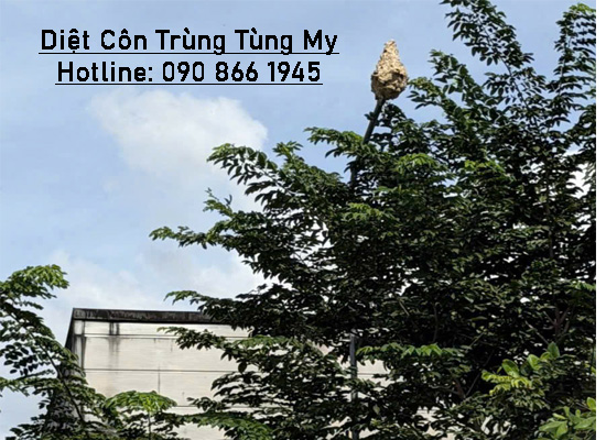 cách xử lý tổ ong trên cao