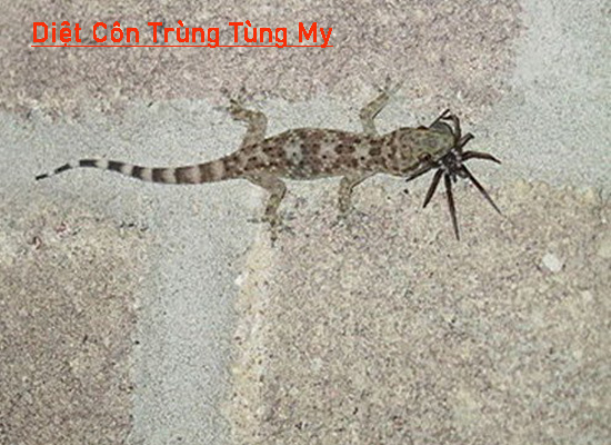 cách xử lý thạch sùng trong nhà