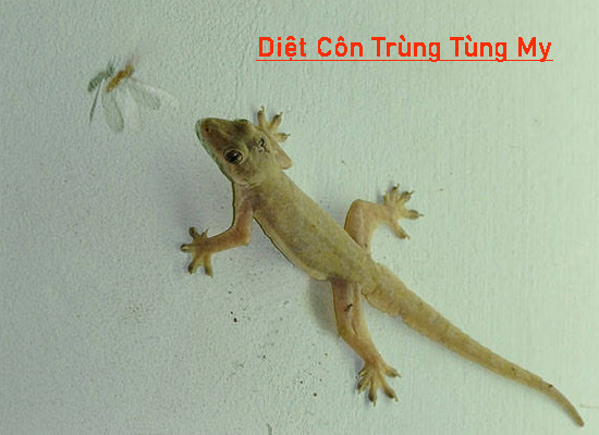 Cách Đuổi Thạch Sùng Ra Khỏi Nhà An Toàn Dễ Thực Hiện